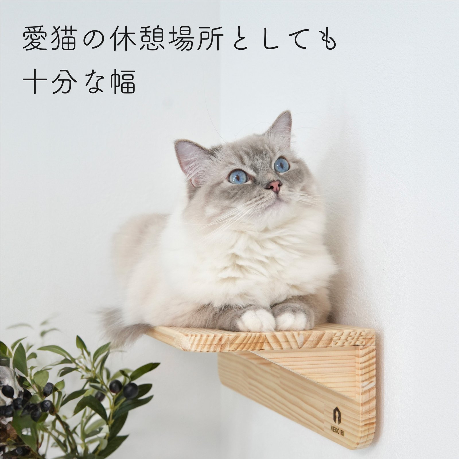 NEKOIRI Mache Short マーチェ ショート 【キャットウォーク Sサイズ】